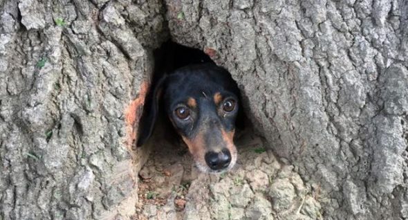 All “Bark!” Off-Duty Troopers Rescue Pup Stuck in Tree Trunk