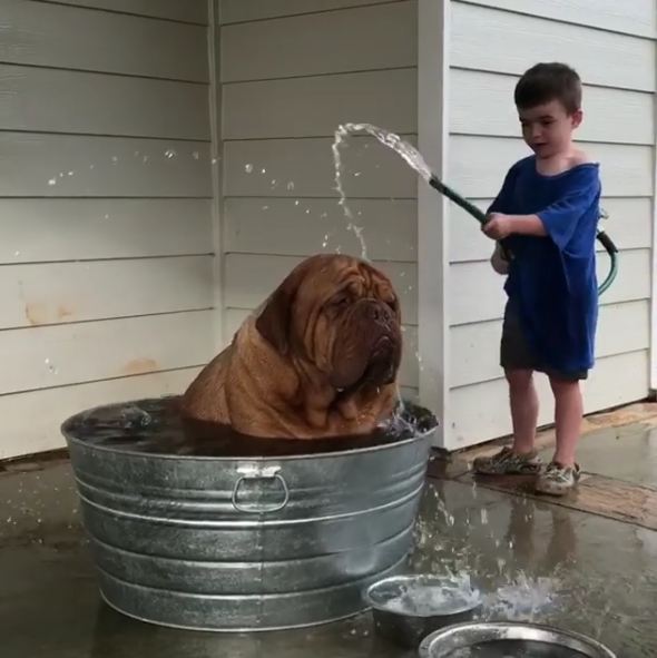 Massive Dogue de Bordeaux Loves Getting Help to Cool Off