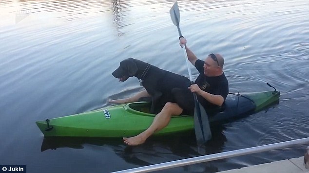 Big Great Dane Goes On Kayak Ride With Dad