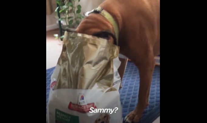 Dog’s first experience with his new weight loss food has mom questioning the new diet