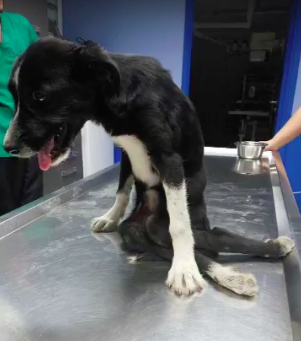 Paralyzed Puppy Who Was Shot In The Back Is Now Enjoying Her Second Chance At Life