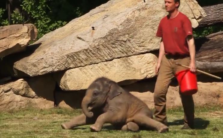 Worried mama elephant can’t wake her baby, so the human steps in to help