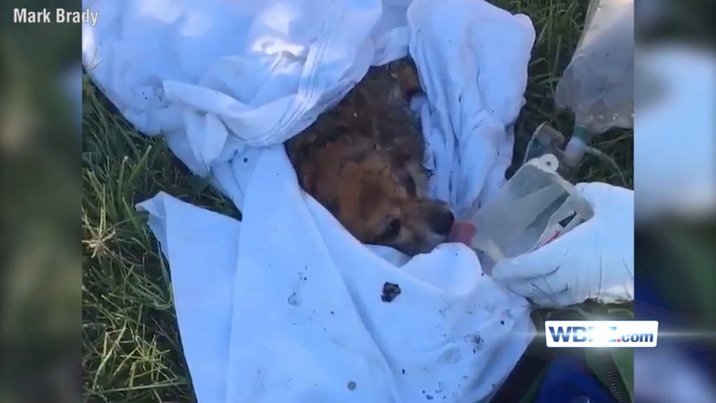 Firefighters Revive Dog After Saving Him From Burning Home