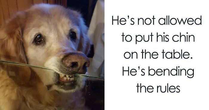 Times Dogs Tried To Bend Human Rules, And It Was Hilariously Adorable