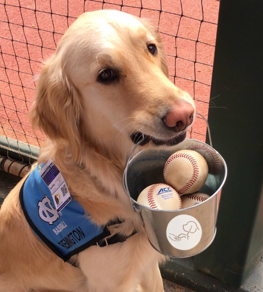 This Golden Retriever Is Part Of The UNC Baseball Team, And She Has A Very Important Job!