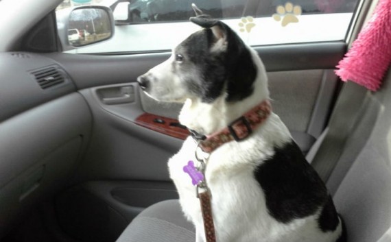 He had to say goodbye to his dog, so he did so the best way he knew how