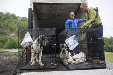 Eighty Four Great Danes Rescued from Mansion Doubling as a Puppy Mill