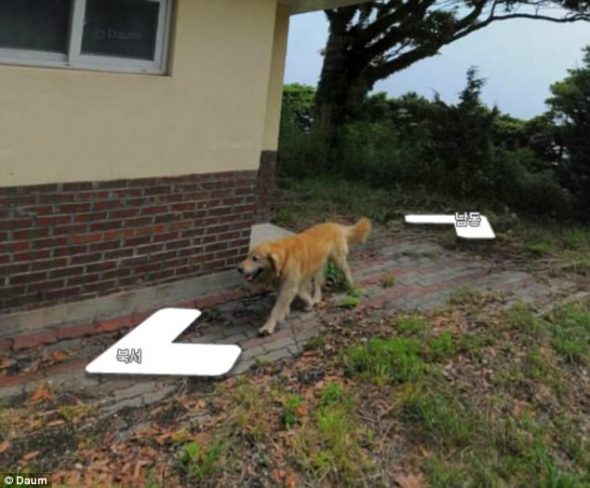 Dog “Marks His Territory” by Photo-Bombing Mapper’s Photos on a Tiny South Korean Island