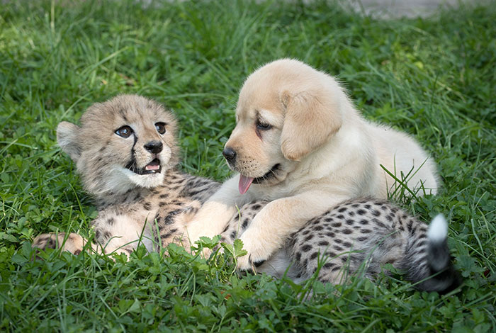 Cheetahs Are So Shy That Zoos Give Them Their Own Emotional “Support Dogs”