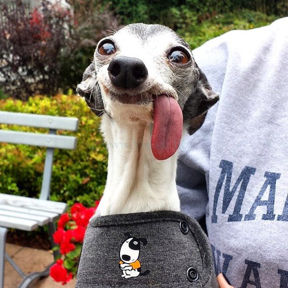 People Were Asked to Photoshop This Long-Tongued Doggo, and the Results Are Hilarious