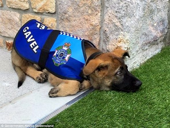 Puppy Who Flunked Out of Police Dog School for Being Too Friendly Now Has an Even Better Job