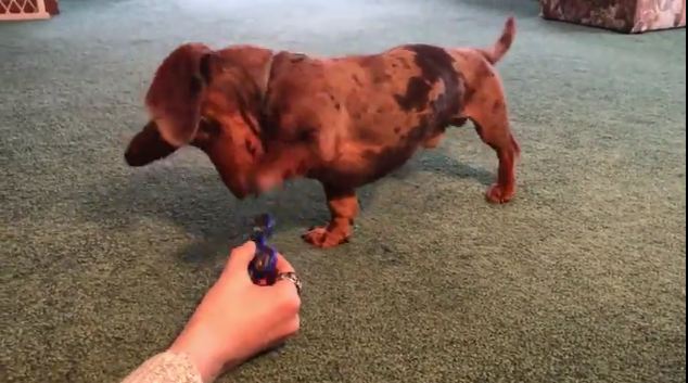 Even this cute ol’ dog doesn’t get the fidget spinner craze