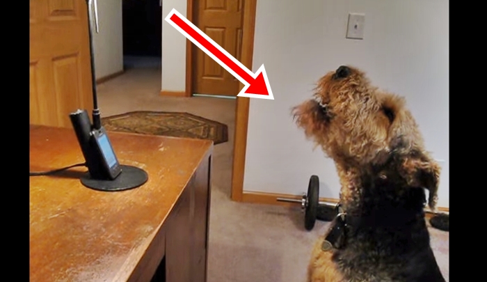 Dog calls mom to express how much he misses her, has everyone in stitches