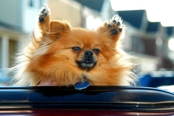 Woman Heroically Smashes the Window of a Mercedes With a Car Jack to Save a Roasting Dog
