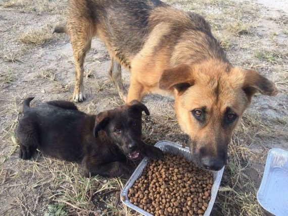 Scared dog rescued from a field — 3 days later, she’s still clinging to rescuers