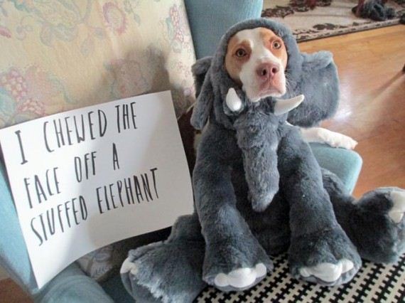 These 18 dogs prove life is far more interesting with a pet