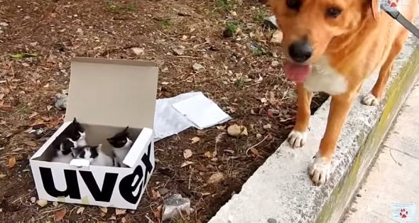 Dog Finds a Box of Kittens and Becomes the Cutest Foster Dad