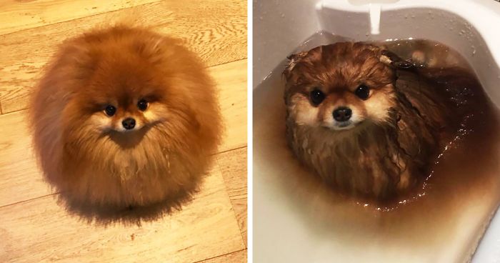 Did You Know That Pomeranians Melt In Water? This Owner Learned It The Hard Way