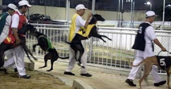 ‘World’s Deadliest Track’ Finally Closed After Years Of Greyhound Torture And Killing