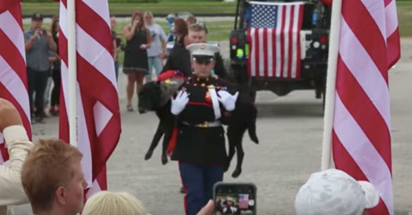 Veteran Dog Cena Laid To Rest After Memorial Parade And Jeep Convoy