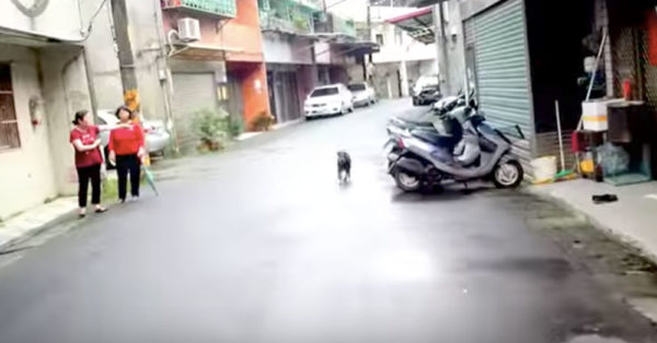 After 6 Days On The Streets, This Pup Perks Up When He Hears A Familiar Sound