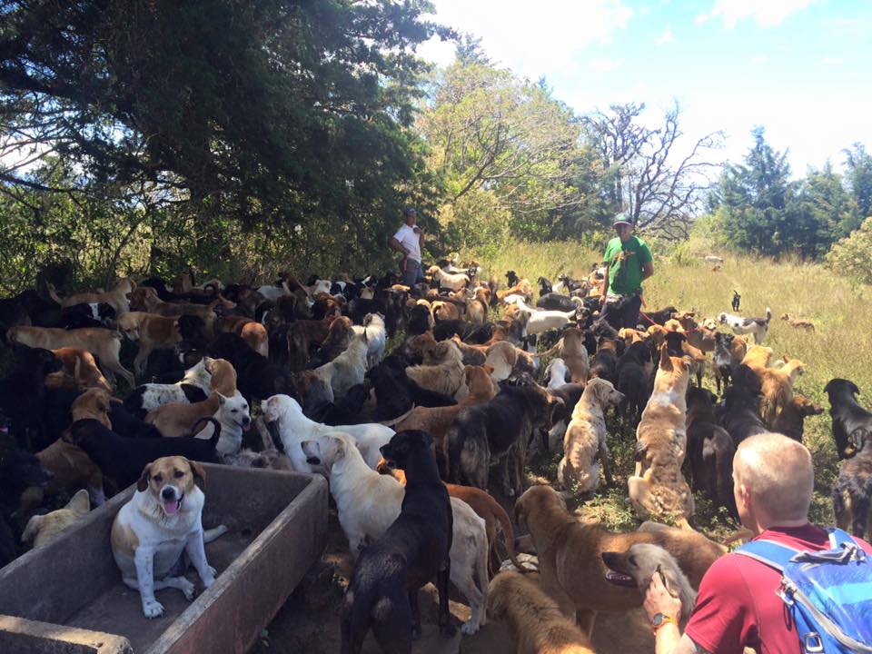 Must See: 900 Stray Dogs Rescued in this Beautiful Costa Rica Sanctuary