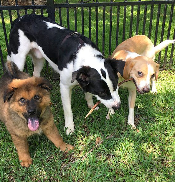 This Adorable Couple Adopts a Dog Every Year for Their Anniversary