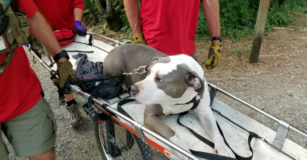 Doggone Tired Pup Makes It Down Mountain With Special Help