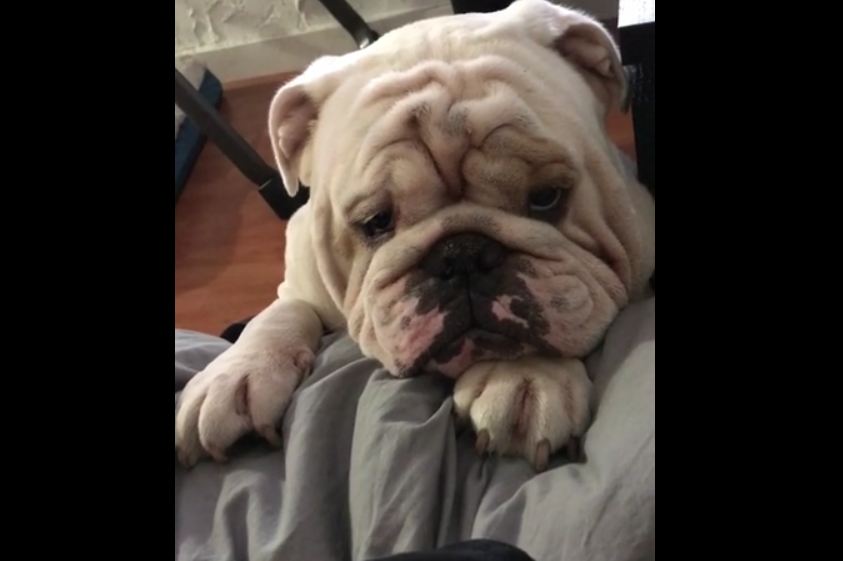 Bulldog just wants a spot on the bed, presents adorable plea to dad