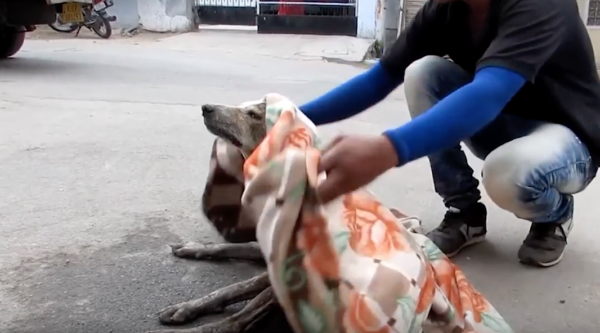 This Pup Was Unable To Stand Or Walk! Rescuers Stepped In And Got Him Back On His Paws!