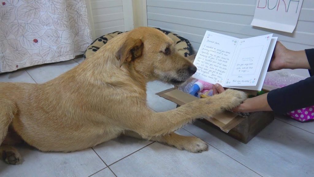 Sad shelter dog gets sweet letter from adoptive family