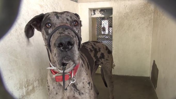 Beautiful Great Dane surrendered to shelter because he’s ‘not friendly enough’