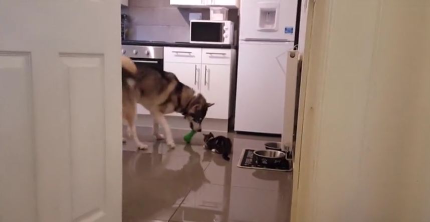Mom throws toy for Husky — that’s when he realizes he’s not the only one chasing it