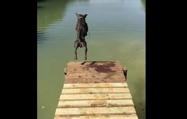 Dog Shows Us How to Dive into Life, Head-First!