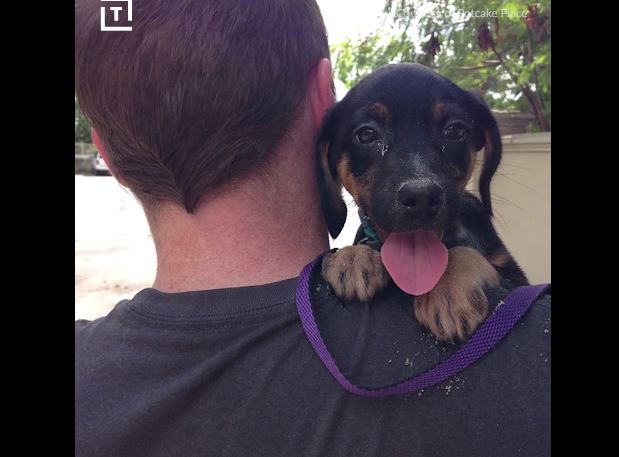 This Tropical Island Is Overflowing With Adoptable Dogs!