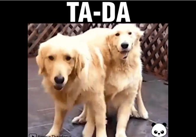 Abracadabra! See A Golden Retriever’s Amazing Magic Trick