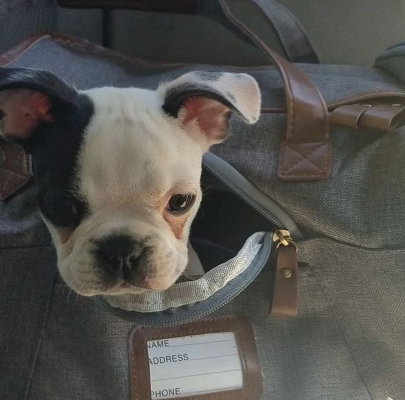 Boston Terrier Puppy Does NOT Want to Be in His Carrier Right Now