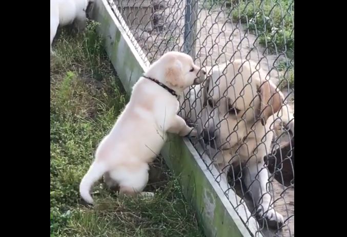 Puppy Who Just Wants to Play with Neighbor Dog Will Melt Your Face with Cuteness