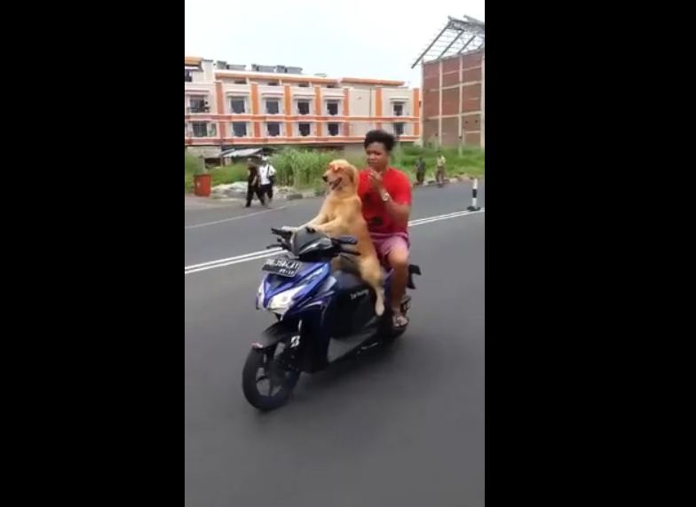 Dog Walking with Owner on Motorcycle