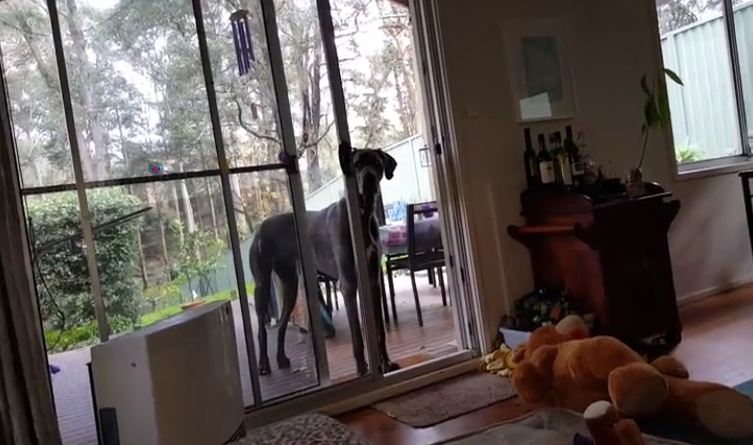 His Human Tells This Great Dane It’s Bath Time. Now Watch The Dog’s Unexpected Hilarious Reaction!