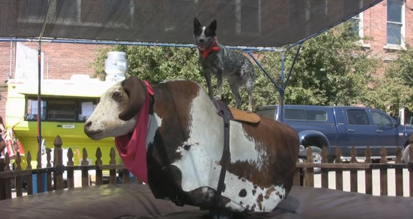 You’ve Got to See this Blue Heeler Who Rides the Mechanical Bull at Rodeos