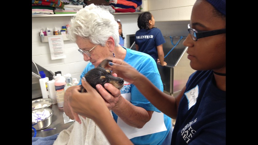 Humane Society Receives More Than 50 Dogs From Puppy Mill Bust