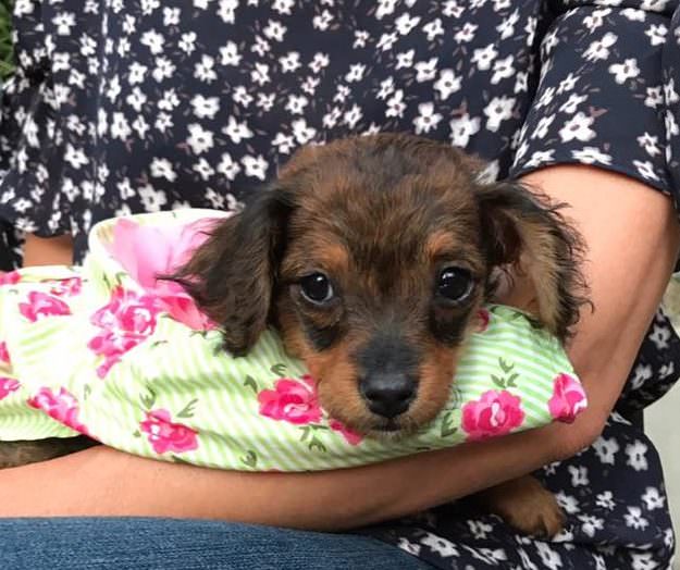 Vet Refuses To Give Up On “Paralyzed” Puppy