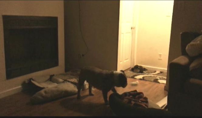 Every night, this dog moves her bed to stand guard over mom and dad