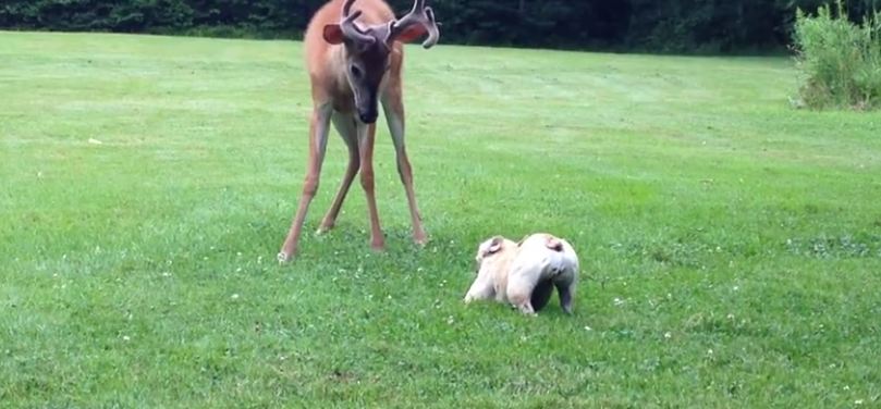 French Bulldog faces off with a buck, and mom can’t stop recording