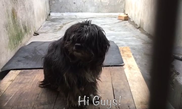 Dog dumped by his family just sat there shaking for 5 days