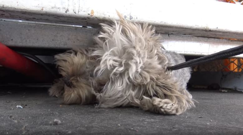 Tiny pup crammed under propane tanks was so easy to miss