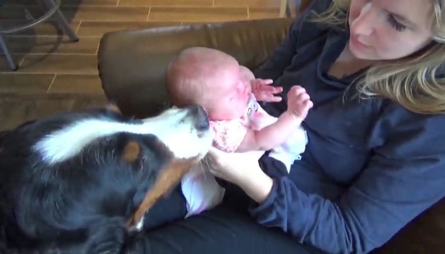 Loving dogs share kisses with newborn