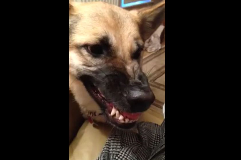 German Shepherd shows off his ‘inside’ growl