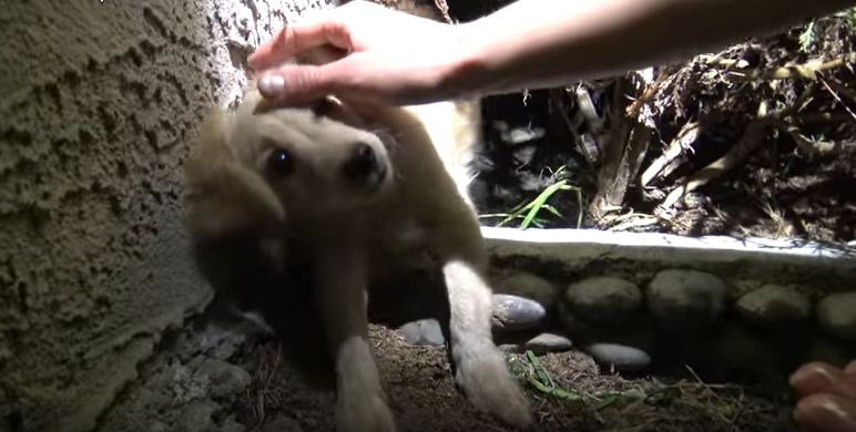 Microchipped dog no longer wanted by his owner found in the bushes